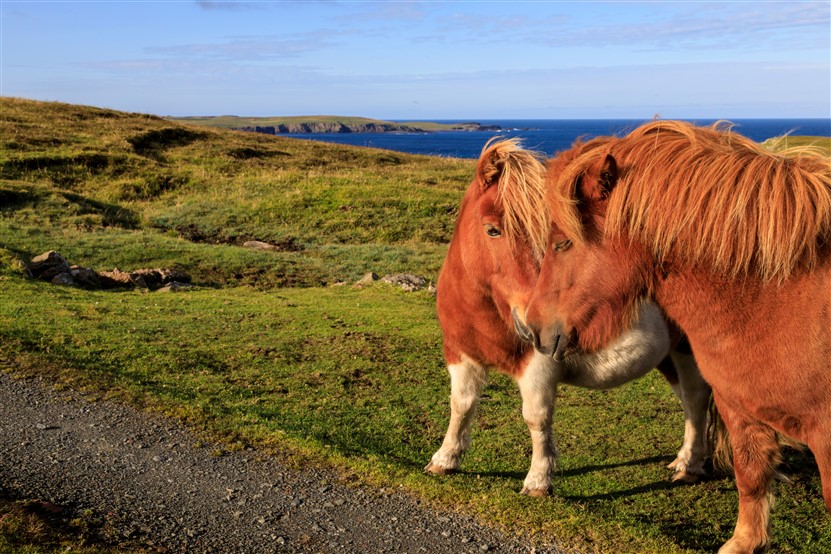 <img src="shetlandponiesonshetland_shutterstock_1831166737.jpeg" alt="Shetland Ponies">