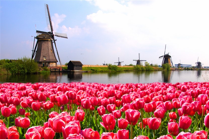 <img src="jtulips_windmills_amsterdam_shutterstock_256978837.jpeg" alt="Windmills & Tulips">