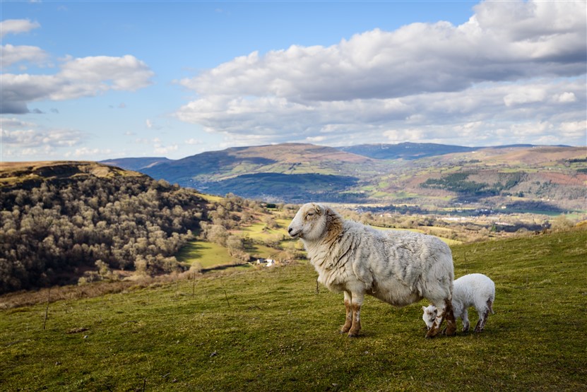 <img src="welshsheep_highlands_shutterstock_1061381276.jpeg" alt="Welsh Sheep on the Hills">