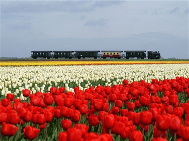 <img src="steaming-through-the-tulips-©-stoomtram-hoorn-medemblik"  alt="Tulips & Steam Railway" />