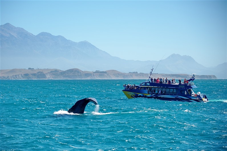 Whale Watching © Shutterstock