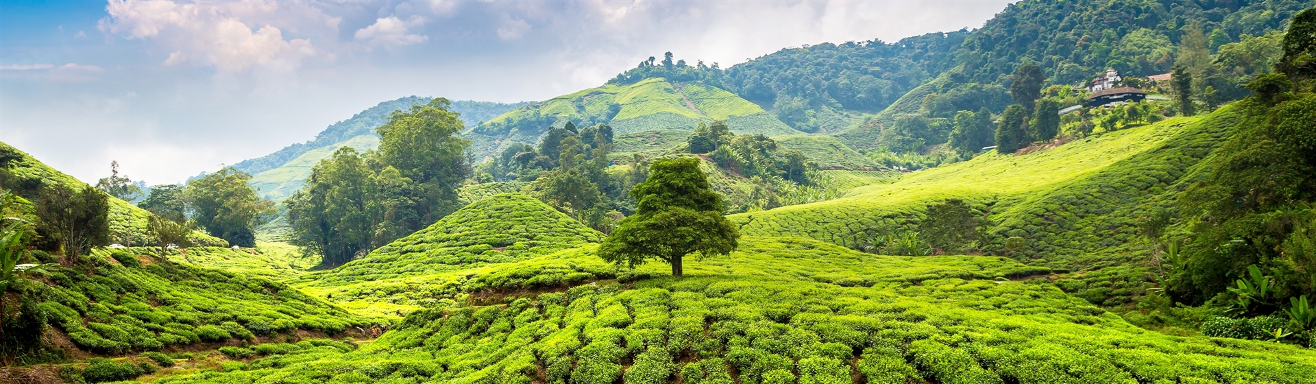 <img src="m-cameronhighlands©shutterstock.jpeg" alt="Cameron Highlands ©Shutterstock"/>